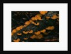 Cup Fungus on Rotting Rainforest Log by Anonymous