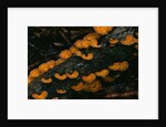 Cup Fungus on Rotting Rainforest Log by Anonymous