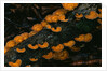 Cup Fungus on Rotting Rainforest Log by Anonymous