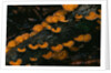 Cup Fungus on Rotting Rainforest Log by Anonymous
