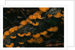 Cup Fungus on Rotting Rainforest Log by Anonymous