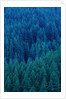 Old Growth Forest in Washington's Olympic National Forest by Anonymous