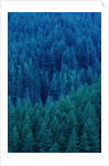 Old Growth Forest in Washington's Olympic National Forest by Anonymous