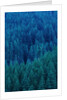Old Growth Forest in Washington's Olympic National Forest by Anonymous