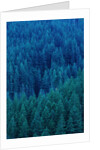 Old Growth Forest in Washington's Olympic National Forest by Anonymous