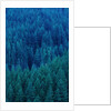 Old Growth Forest in Washington's Olympic National Forest by Anonymous