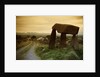 Dolmen in Irish Countryside by Anonymous