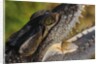 American Crocodile by Anonymous