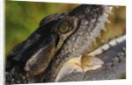 American Crocodile by Anonymous