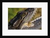 American Crocodile by Anonymous