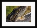 American Crocodile by Anonymous
