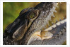 American Crocodile by Anonymous