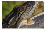 American Crocodile by Anonymous