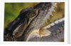 American Crocodile by Anonymous