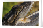 American Crocodile by Anonymous