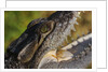 American Crocodile by Anonymous