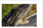 American Crocodile by Anonymous