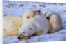 Polar Bear with Cubs by Anonymous