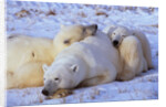 Polar Bear with Cubs by Anonymous