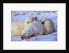 Polar Bear with Cubs by Anonymous