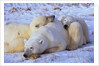 Polar Bear with Cubs by Anonymous