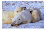 Polar Bear with Cubs by Anonymous