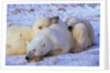 Polar Bear with Cubs by Anonymous