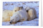 Polar Bear with Cubs by Anonymous