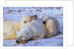 Polar Bear with Cubs by Anonymous