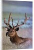 Bull Elk by Anonymous