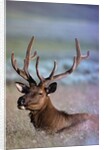 Bull Elk by Anonymous