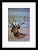 Bull Elk by Anonymous