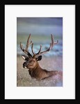 Bull Elk by Anonymous
