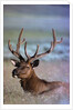 Bull Elk by Anonymous