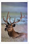 Bull Elk by Anonymous