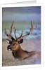 Bull Elk by Anonymous