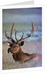 Bull Elk by Anonymous