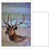 Bull Elk by Anonymous