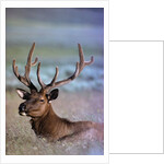Bull Elk by Anonymous