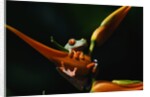 Red Eyed Tree Frog on Ginger Plant by Anonymous