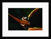 Red Eyed Tree Frog on Ginger Plant by Anonymous