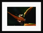 Red Eyed Tree Frog on Ginger Plant by Anonymous