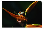 Red Eyed Tree Frog on Ginger Plant by Anonymous