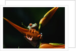 Red Eyed Tree Frog on Ginger Plant by Anonymous