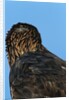 Golden Eagle by Anonymous