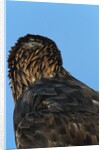 Golden Eagle by Anonymous