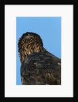 Golden Eagle by Anonymous