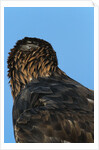 Golden Eagle by Anonymous
