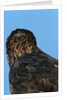 Golden Eagle by Anonymous