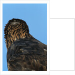 Golden Eagle by Anonymous